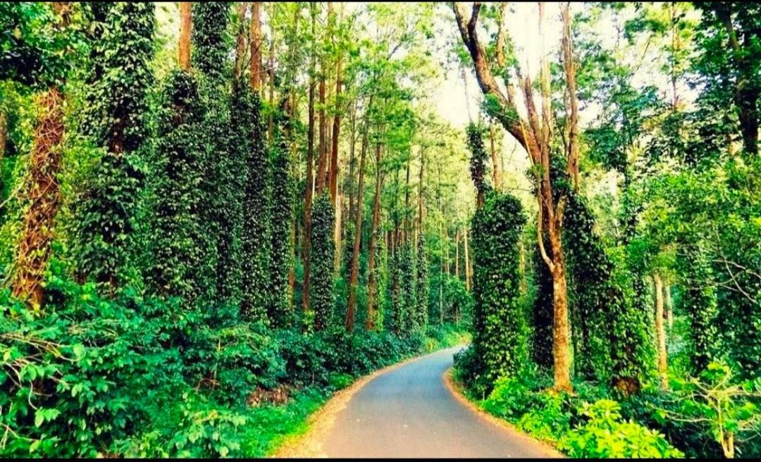 Sp Resort Inn Yercaud Bagian luar foto